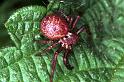 Xysticus_lanio_RF0746_Z_85_Les Gris_Frankrijk